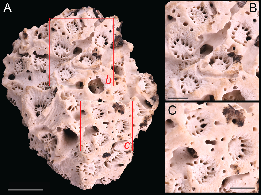 					View No. 2 (2022): First record of a fossil coral (Anthozoa) from Pleistocene deposits at Terra Ceia, North Carolina
				