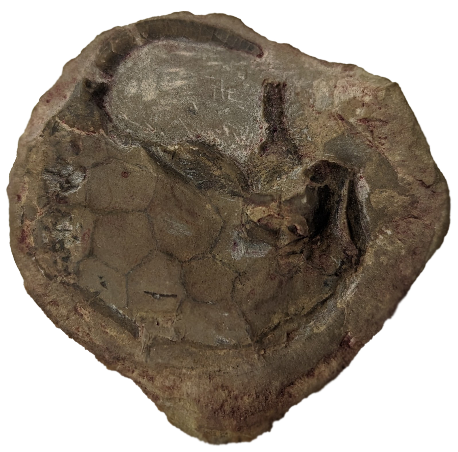 					View No. 3 (2023): On the type material of the Upper Ordovician mitrate "carpoid" Diamphidiocystis drepanon Kolata & Guensburg (Echinodermata: Stylophora)
				