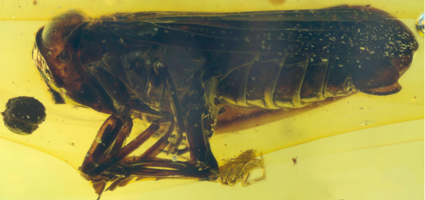 					View No. 4 (2023): A new species and new combination in the planthopper genus Cheiloceps Uhler (Hemiptera: Fulgoroidea: Issidae) from Miocene Dominican amber
				
