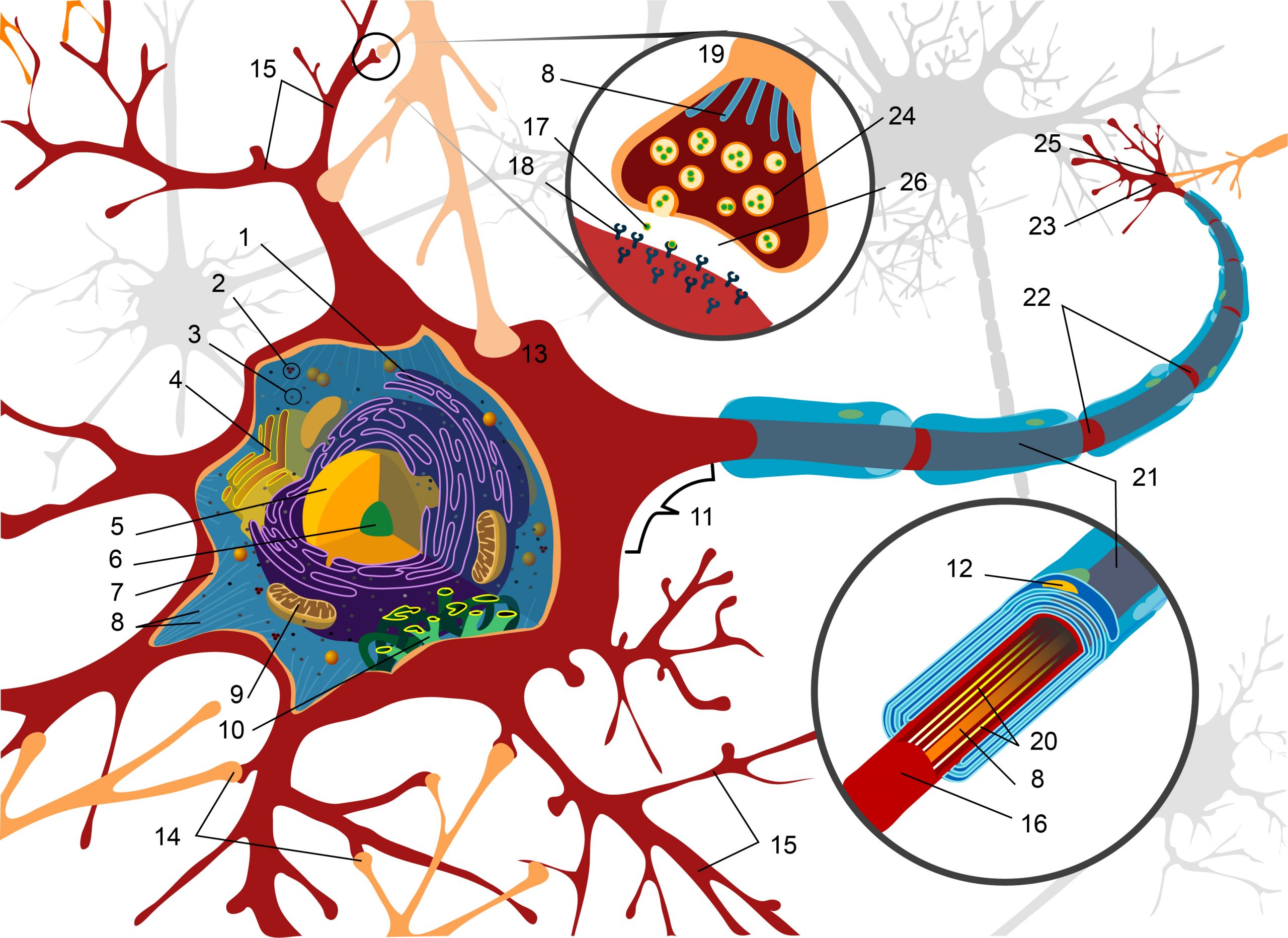 Brain nerve cell diagram