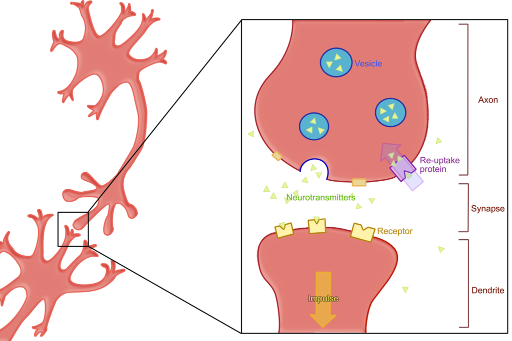 Synapse during neurotransmission of chemicals in the brain.