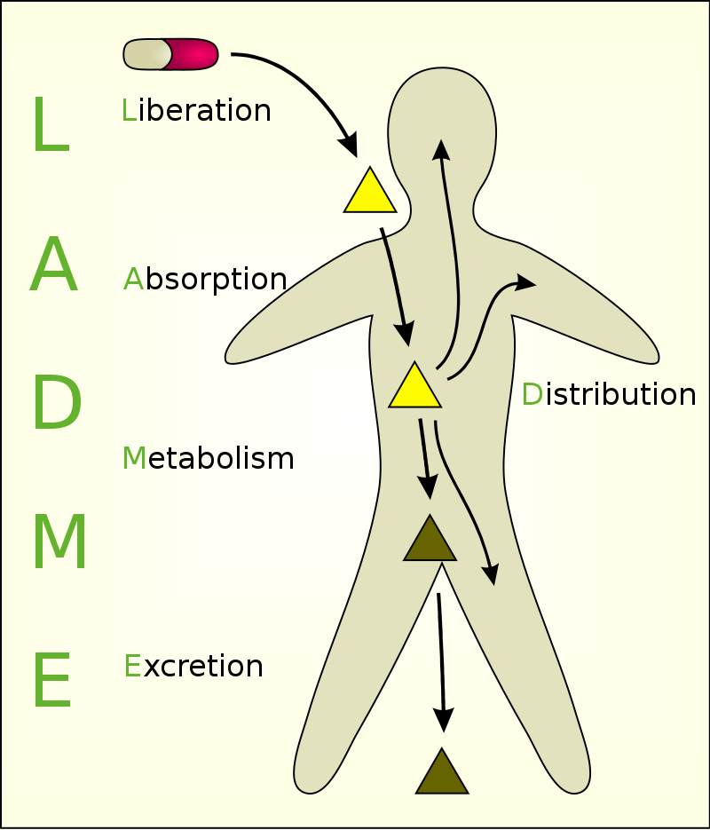 Diagram of the human body displaying arrows indicating the action of moving from liberation to absorption, distribution, metabolism, and finally excretion.