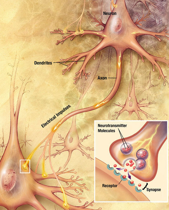 Synapse in the brain showing the neurotransmitter, receptor, and synapse gap. A synapse is the small gap between two neurons, where nerve impulses are relayed by a neurotransmitter from the sending neuron to the receiving neuron.