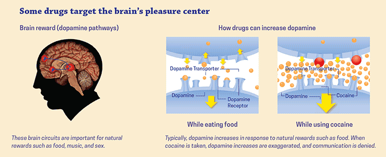 The brain reward system; showing how eating food and taking cocaine can increase dopamine in the brain.