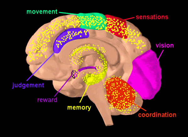 An infographic describing areas of the brain affected by THC which includes the following areas: movement, sensations, vision, coordination, memory, reward, and judgement and highlighted in a diagram of a human brain.